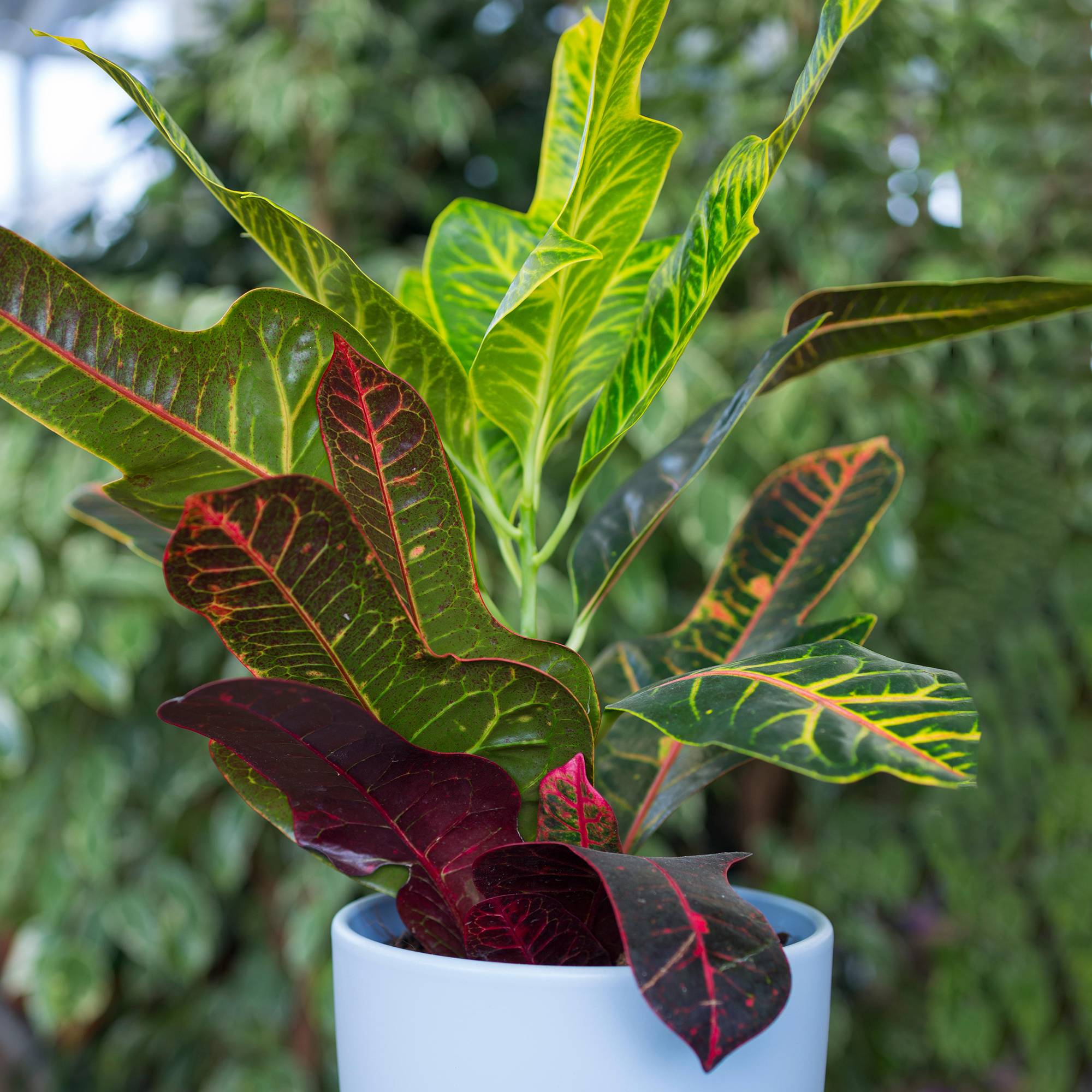 Gardenersdream - Codiaeum "Excellent" - Croton | Plante D'Intérieur Exotique De 35 À 45 Cm En Pot - GardenersDream - Image 1