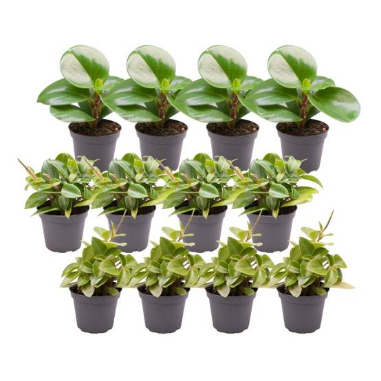 Coffret Peperomia - Lot de 12 plantes 15cm - Plante d'intérieur- La Green Touch - Image 1
