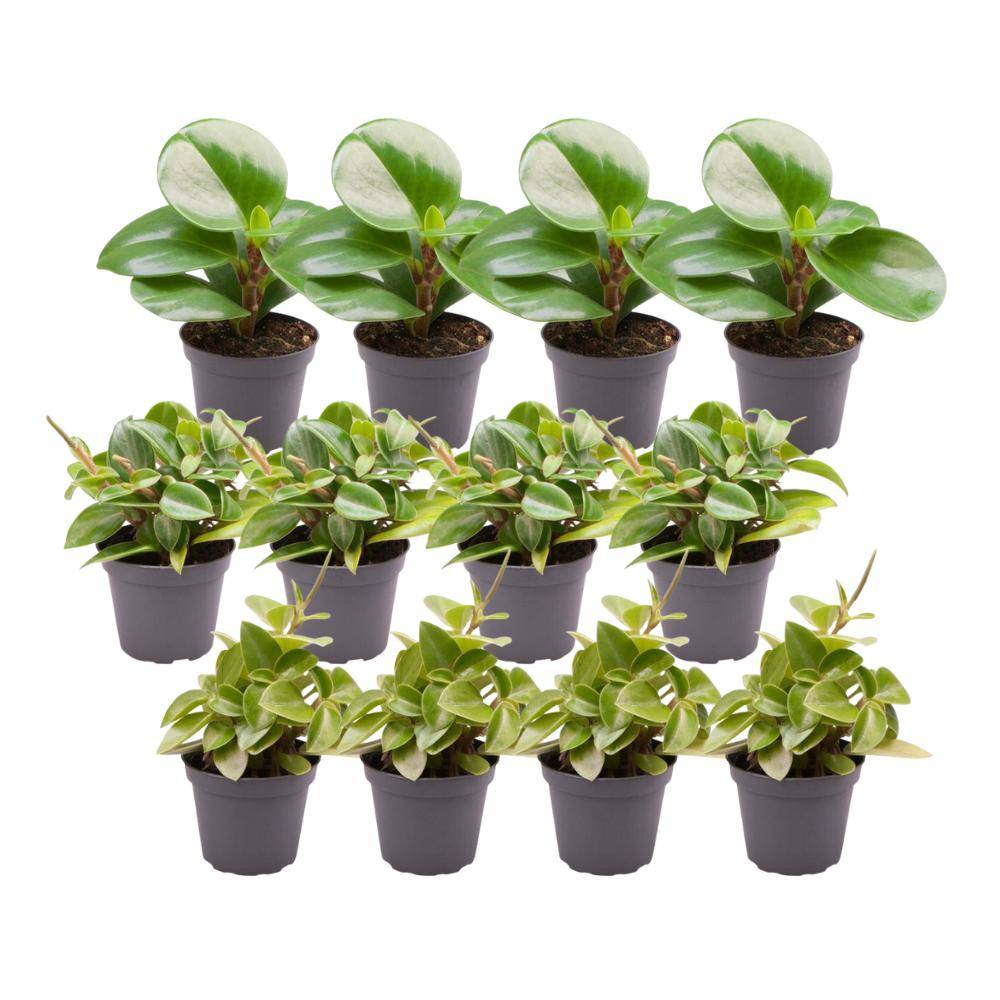 Coffret Peperomia - Lot de 12 plantes 15cm - Plante d'intérieur- La Green Touch - Image 3