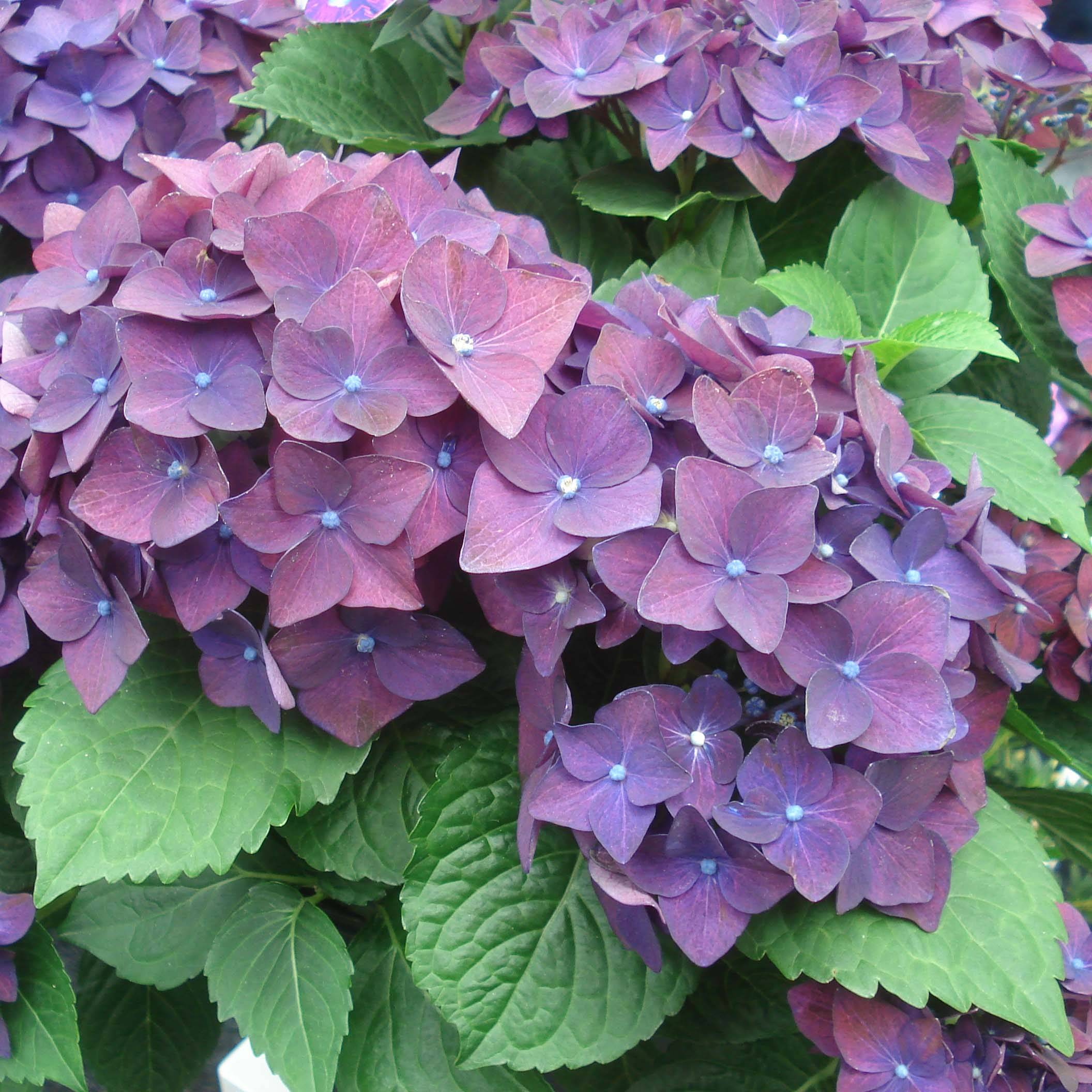 Hortensia - Hydrangea macrophylla Deep Purple Dance (Music Collection) Pot de 4L/5L, Buisson, Touffe - Image 1