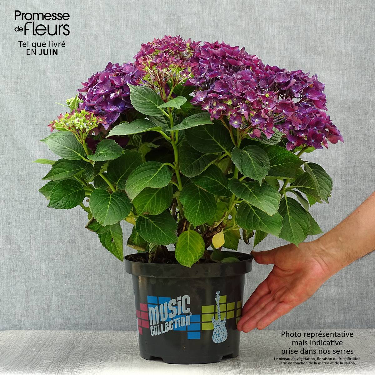 Hortensia - Hydrangea macrophylla Deep Purple Dance (Music Collection) Pot de 4L/5L, Buisson, Touffe - Image 2