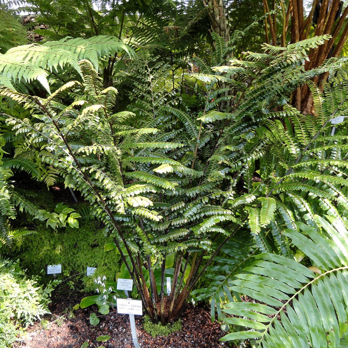 Promesse de Fleurs - Didymochlaena truncatula - Fougère arborescente à frondes tronquées Mini-plante
