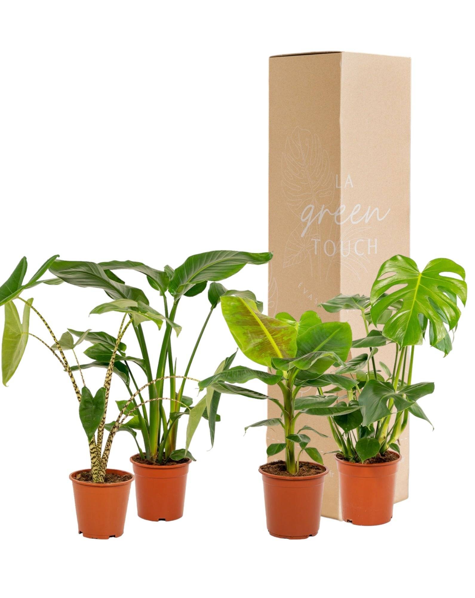 La Green Touch - Coffret Monstera Deliciosa, Alocasia Zebrina, Strelitzia Nicolai, Bananier Musa - Lot de 4 plantes 90cm - Plante d'intérieur- La Green Touch - Image 2