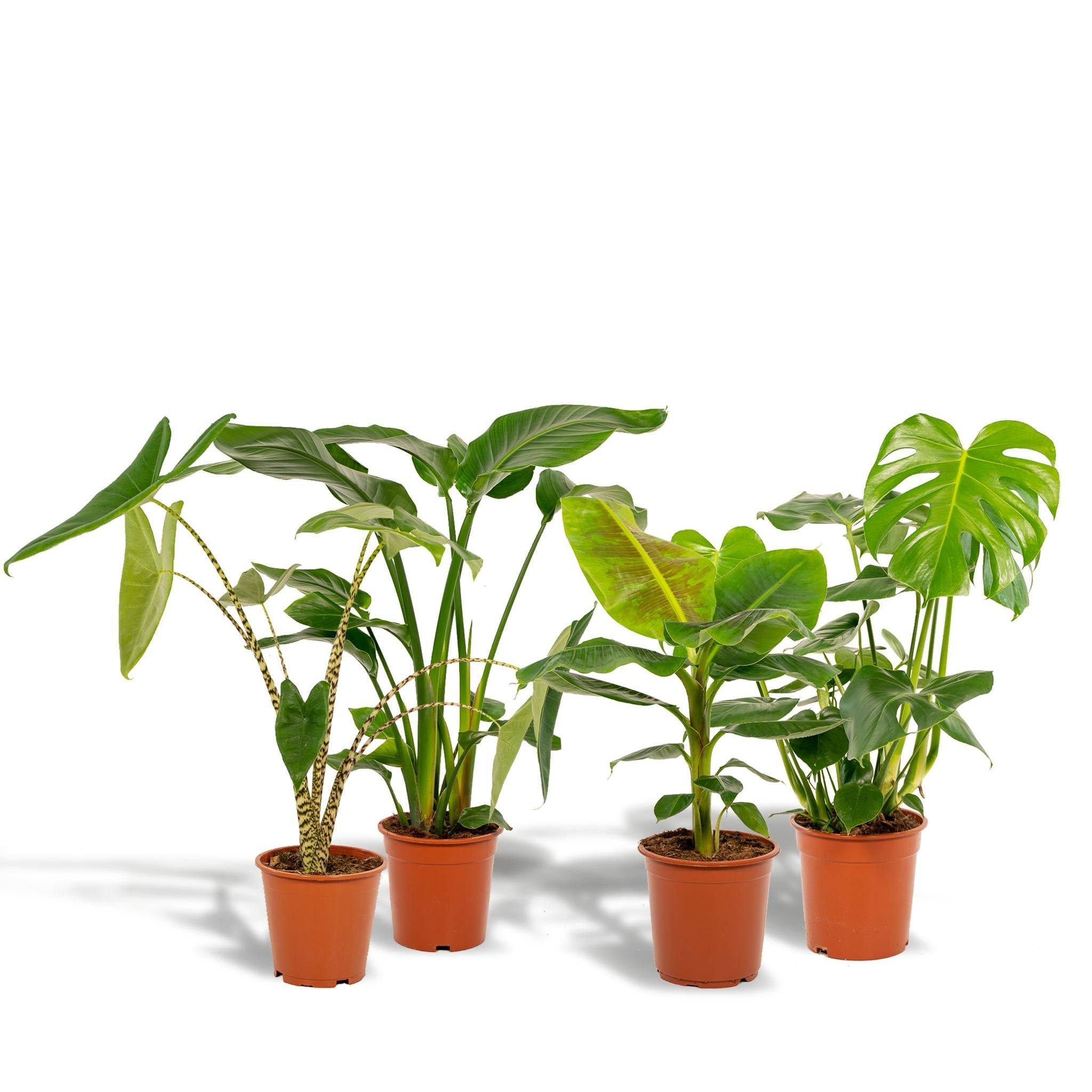 La Green Touch - Coffret Monstera Deliciosa, Alocasia Zebrina, Strelitzia Nicolai, Bananier Musa - Lot de 4 plantes 90cm - Plante d'intérieur- La Green Touch - Image 3