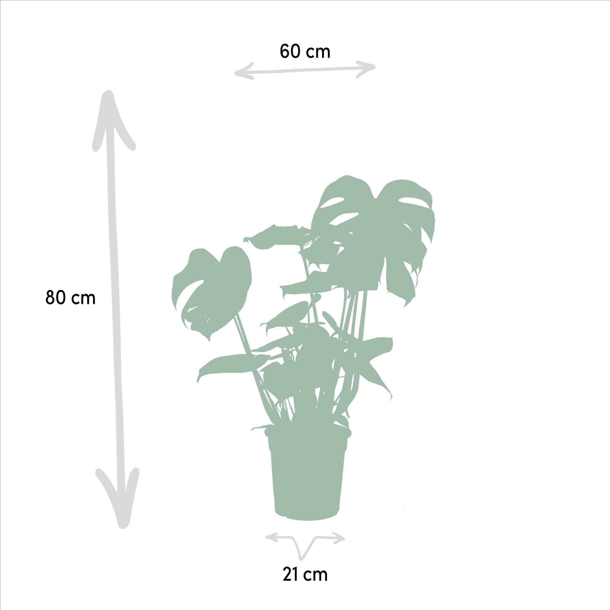 La Green Touch - Coffret Monstera Deliciosa, Alocasia Zebrina, Strelitzia Nicolai, Bananier Musa - Lot de 4 plantes 90cm - Plante d'intérieur- La Green Touch - Image 6