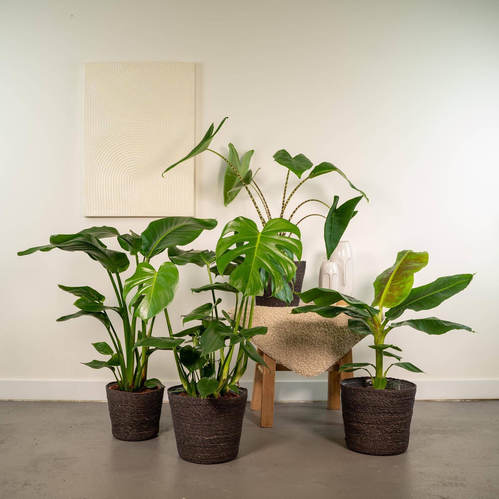 La Green Touch - Coffret Monstera Deliciosa, Alocasia Zebrina, Strelitzia Nicolai, Bananier Musa - Lot de 4 plantes 90cm - Plante d'intérieur- La Green Touch - Image 4