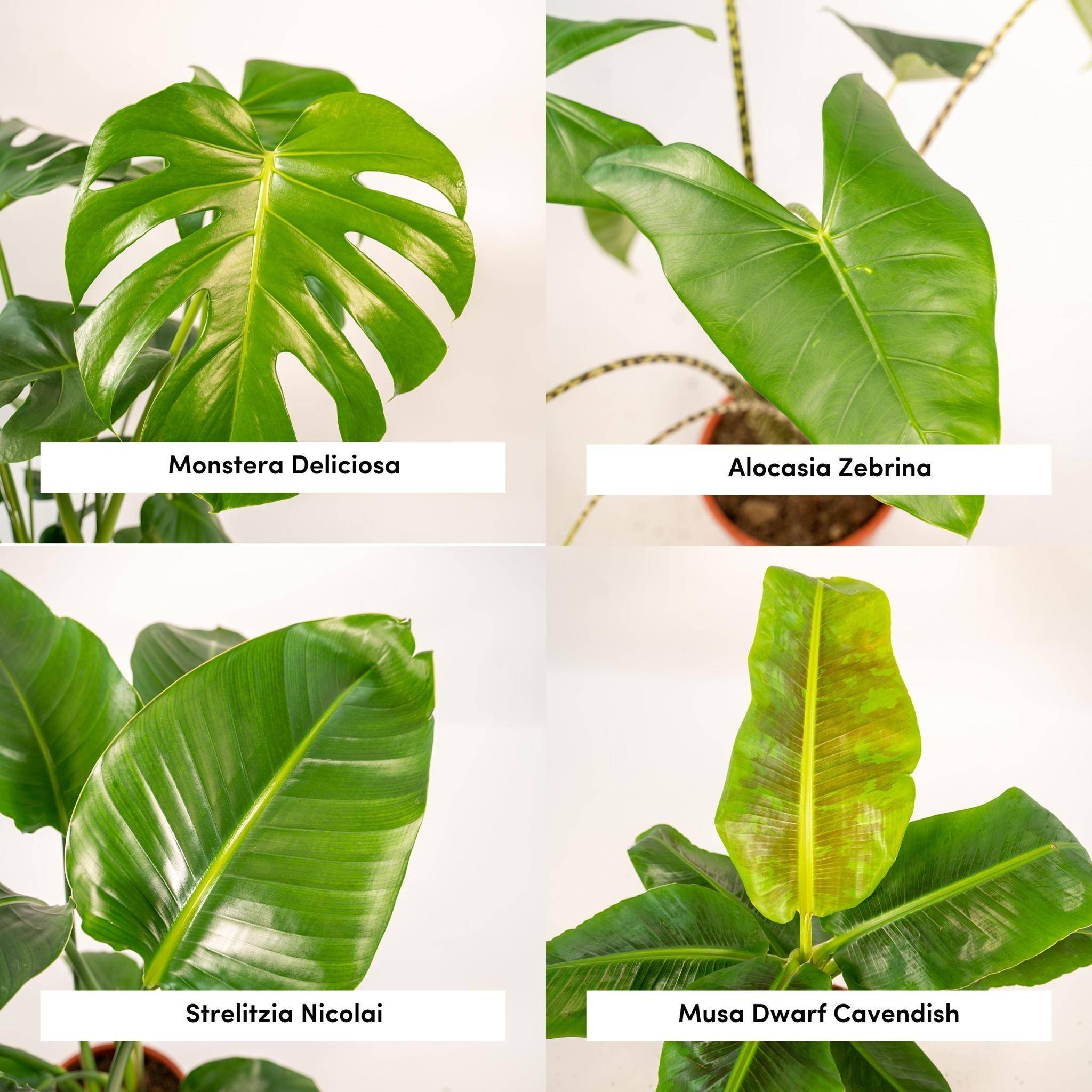 La Green Touch - Coffret Monstera Deliciosa, Alocasia Zebrina, Strelitzia Nicolai, Bananier Musa - Lot de 4 plantes 90cm - Plante d'intérieur- La Green Touch - Image 5