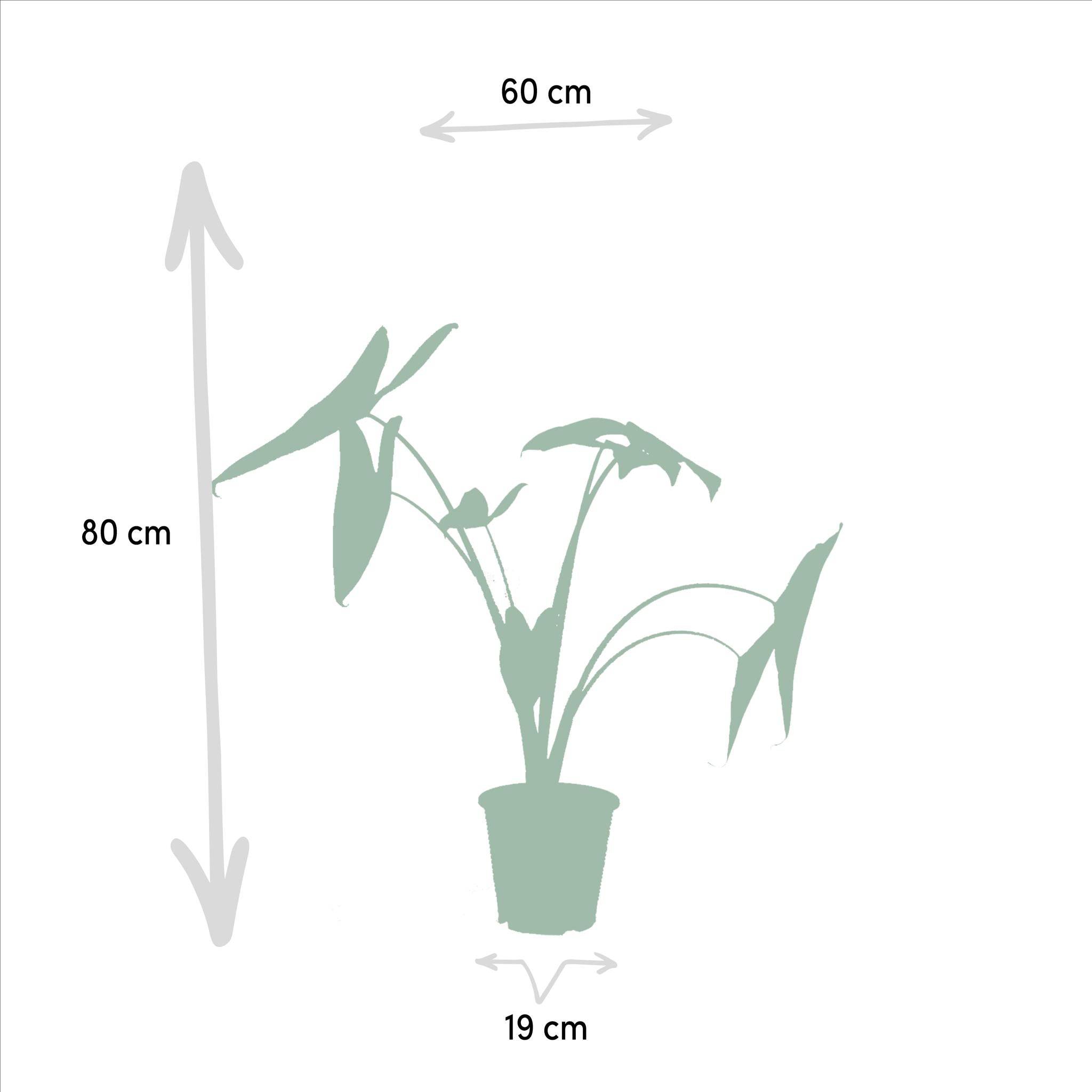 La Green Touch - Coffret Monstera Deliciosa, Alocasia Zebrina, Strelitzia Nicolai, Bananier Musa - Lot de 4 plantes 90cm - Plante d'intérieur- La Green Touch - Image 8