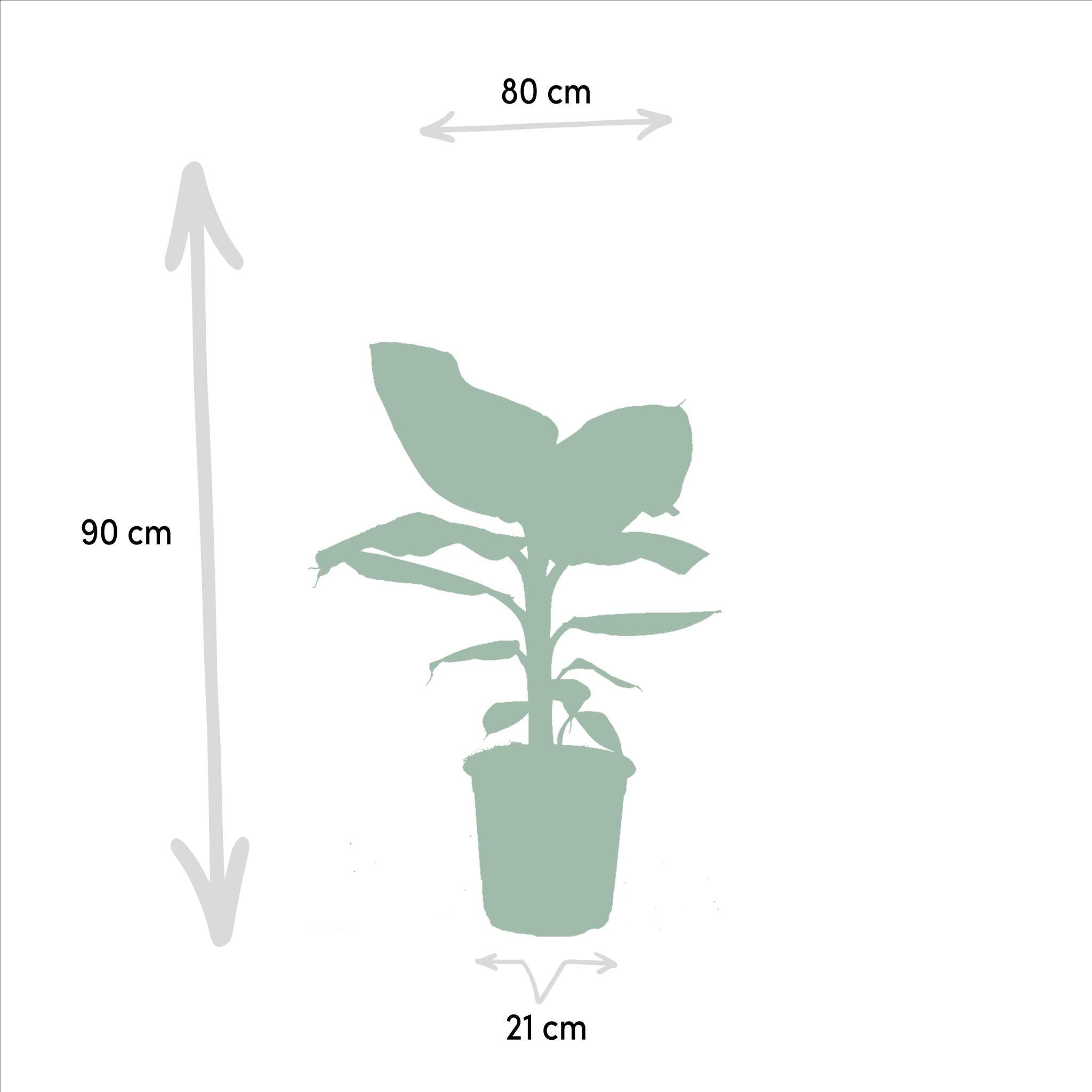 La Green Touch - Coffret Monstera Deliciosa, Alocasia Zebrina, Strelitzia Nicolai, Bananier Musa - Lot de 4 plantes 90cm - Plante d'intérieur- La Green Touch - Image 7