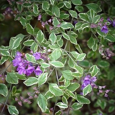 Promesse de Fleurs - Prostanthera rotundifolia Variegata - Menthe Australienne Pot de 4L/5L