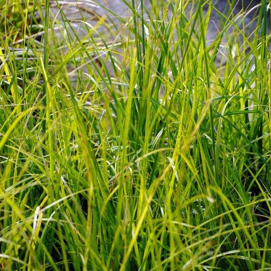 Promesse de Fleurs - Carex lenta Osaka - Laîche Godet de 8/9 cm