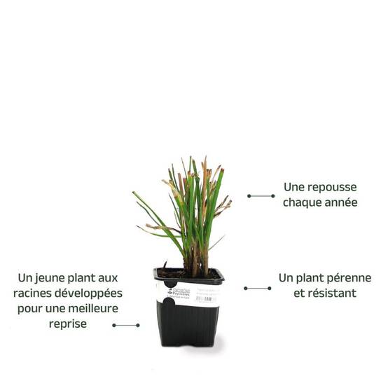 3 Tisons De Satan 'Lemon Popsicle' (Kniphofia 'Lemon Popsicle') - Lot de 3 vivaces - Pépinières Naudet - Image 3