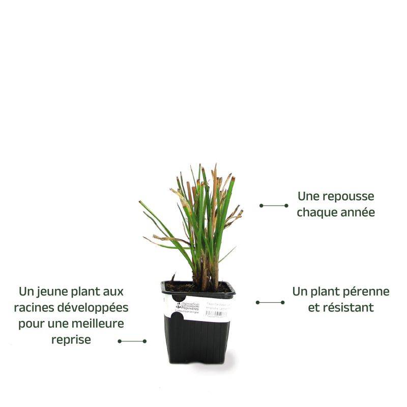 3 Tisons De Satan 'Lemon Popsicle' (Kniphofia 'Lemon Popsicle') - Lot de 3 vivaces - Pépinières Naudet - Image 3