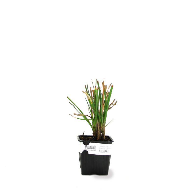 3 Tisons De Satan 'Lemon Popsicle' (Kniphofia 'Lemon Popsicle') - Lot de 3 vivaces - Pépinières Naudet - Image 2