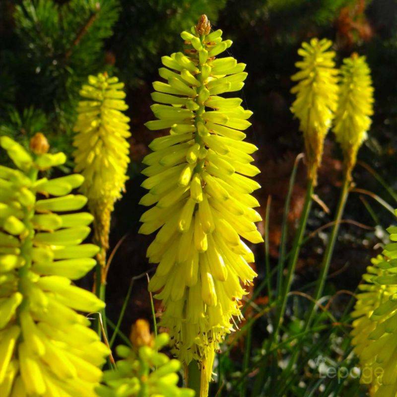 3 Tisons De Satan 'Lemon Popsicle' (Kniphofia 'Lemon Popsicle') - Lot de 3 vivaces - Pépinières Naudet - Image 1