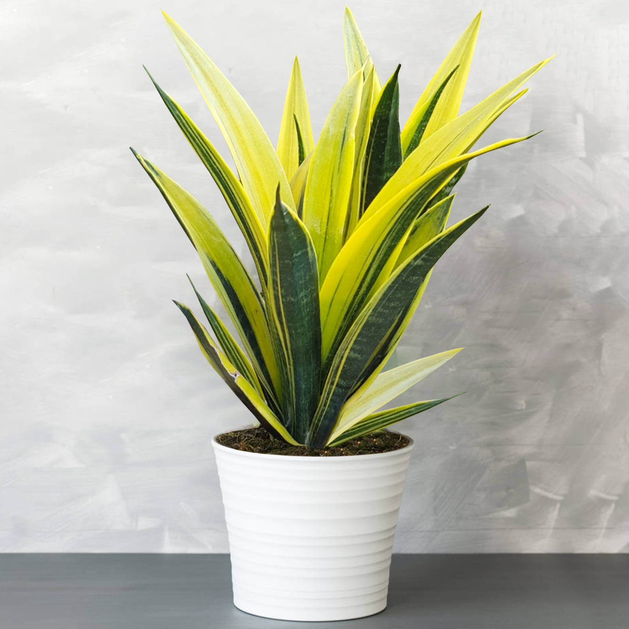 Gardenersdream - Sansevieria Golden Flame - Langue De Belle-Mère | Superbe Plante D'Intérieur | De 30 À 40 Cm Pot Inclus - GardenersDream - Image 1