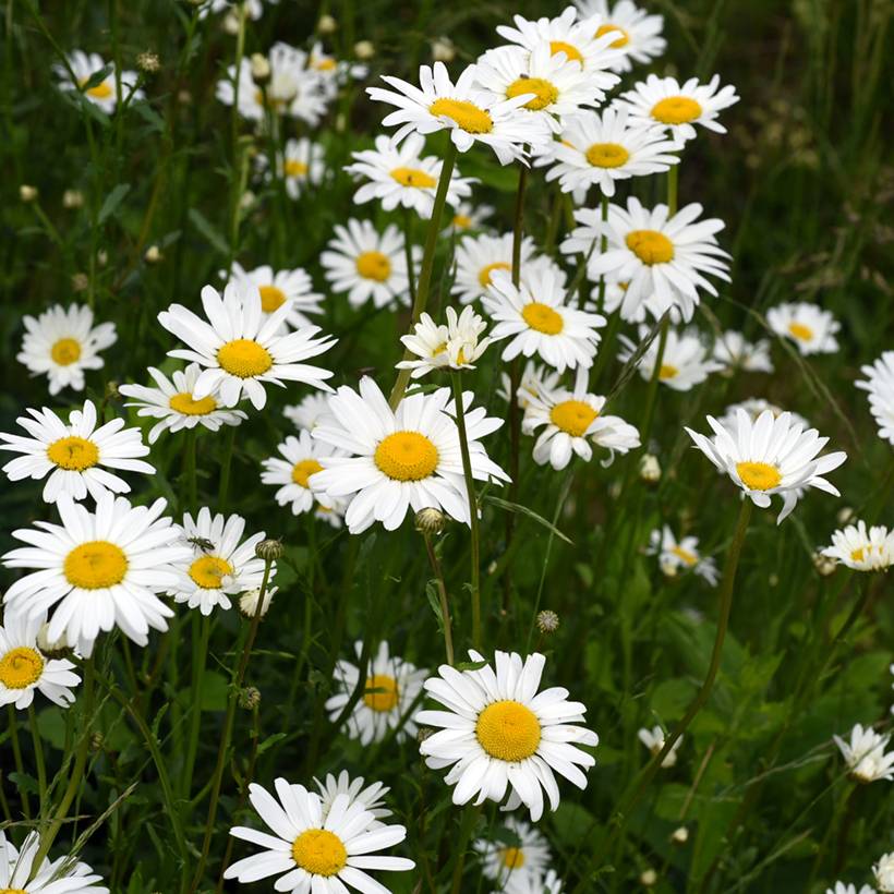 Graines de Chrysanthème des prés à grandes fleurs Alaska - Grande marguerite le sachet de 250 graines environ (0,4g)