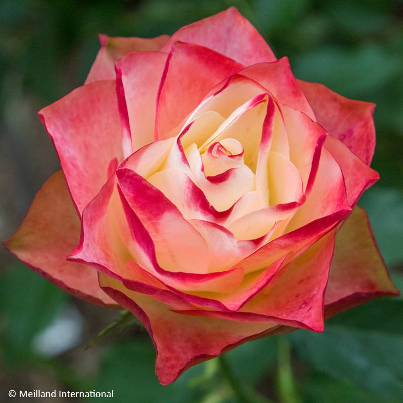 Rosier à fleurs groupées Origami Pot de 4L/5L
