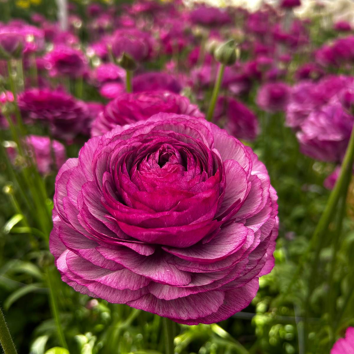 Promesse de Fleurs - Renoncule des fleuristes Romance Loubeyres – Ranunculus asiaticus Bulbe calibre 8+