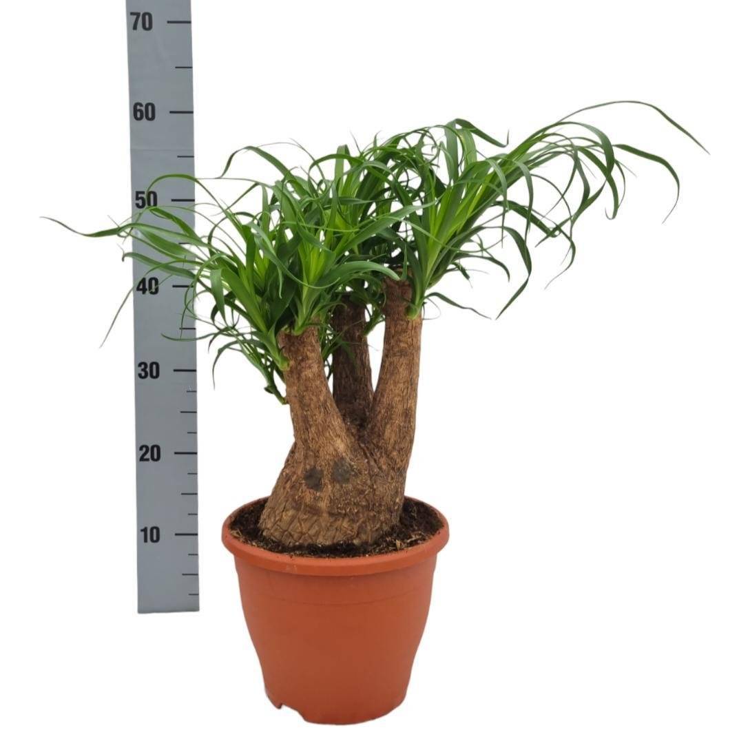 Beaucarnea Nolina- La Green Touch - Image 2