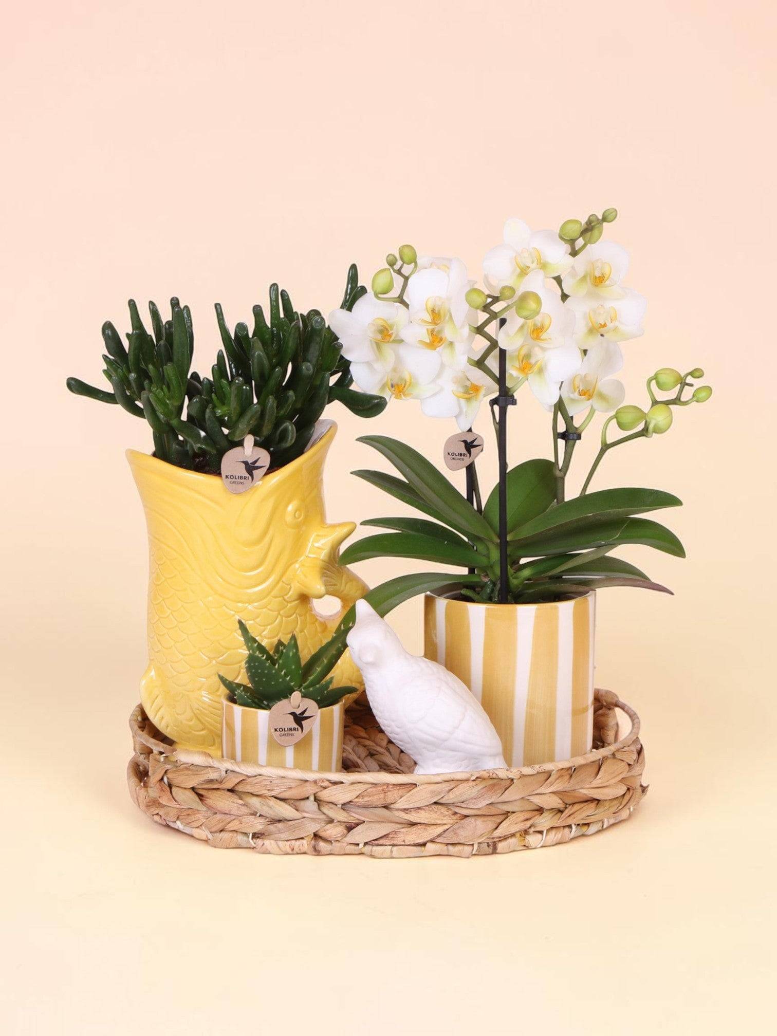 Kolibri Company Set Cadeau Mediterranean Sunset Avec Orchidée Phalaenopsis Blanche Lausanne et Plantes Succulentes, - D6 - Image 1