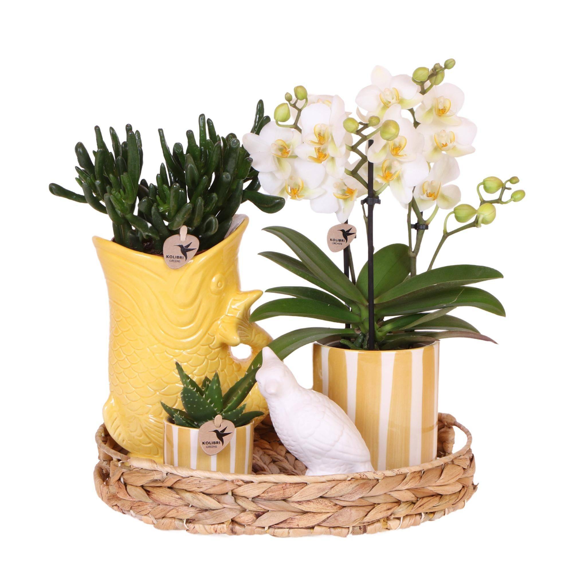 Kolibri Company Set Cadeau Mediterranean Sunset Avec Orchidée Phalaenopsis Blanche Lausanne et Plantes Succulentes, - D6 - Image 2