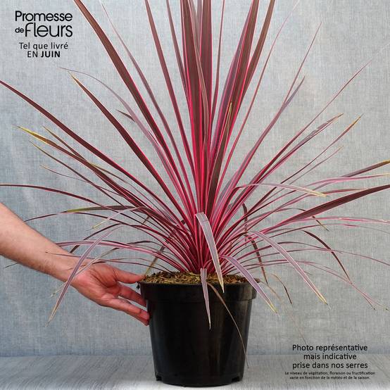 Cordyline Charlie boy® Pot de 4L/5L - Image 2