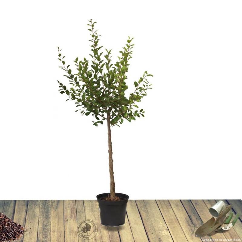 Prunier Prune Abricot - Bon rendement - Pot de 15L - 1/2 tige - 150/175 cm - De 3,00 m à 5,00 m - Image 6