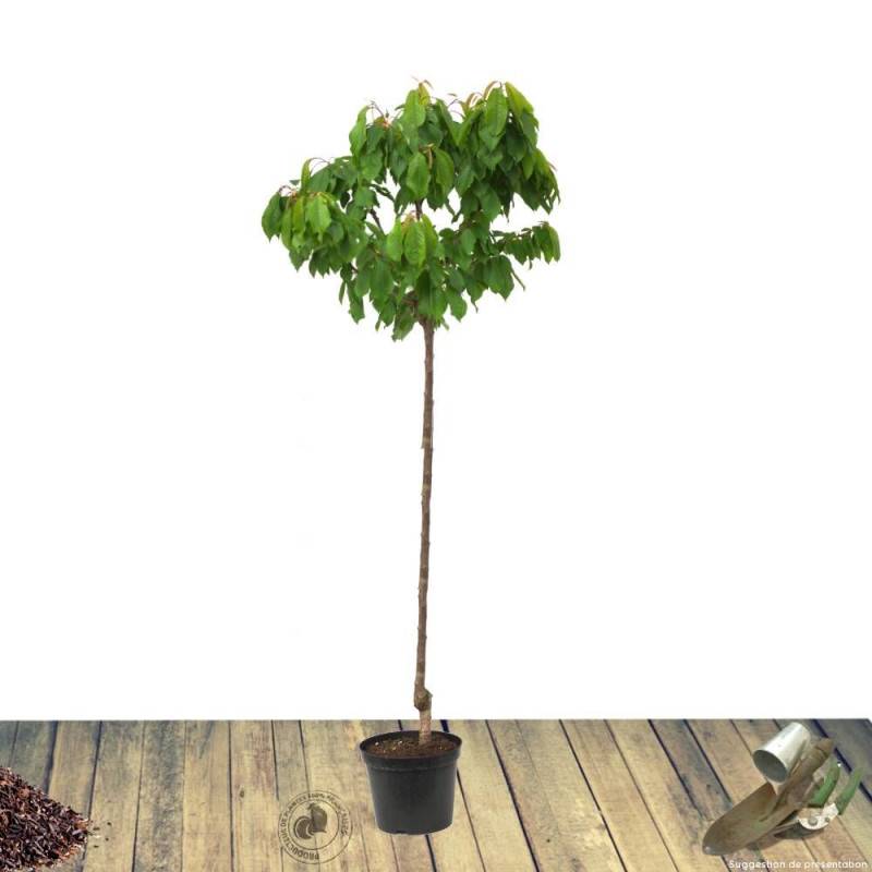 Prunier Prune Abricot - Bon rendement - Pot de 15L - 1/2 tige - 150/175 cm - De 3,00 m à 5,00 m - Image 7