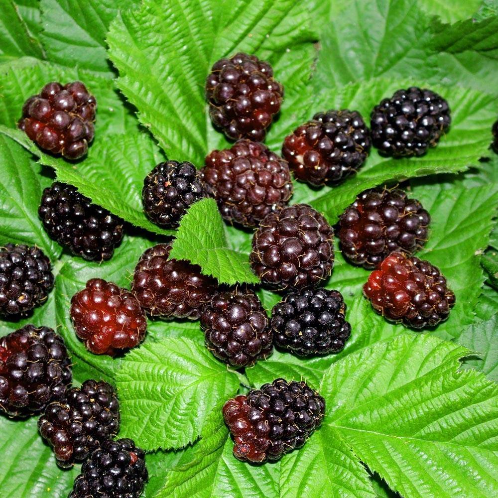 Promesse de Fleurs - Mûrier-framboisier Boysenberry Pot de 1,5L/2L