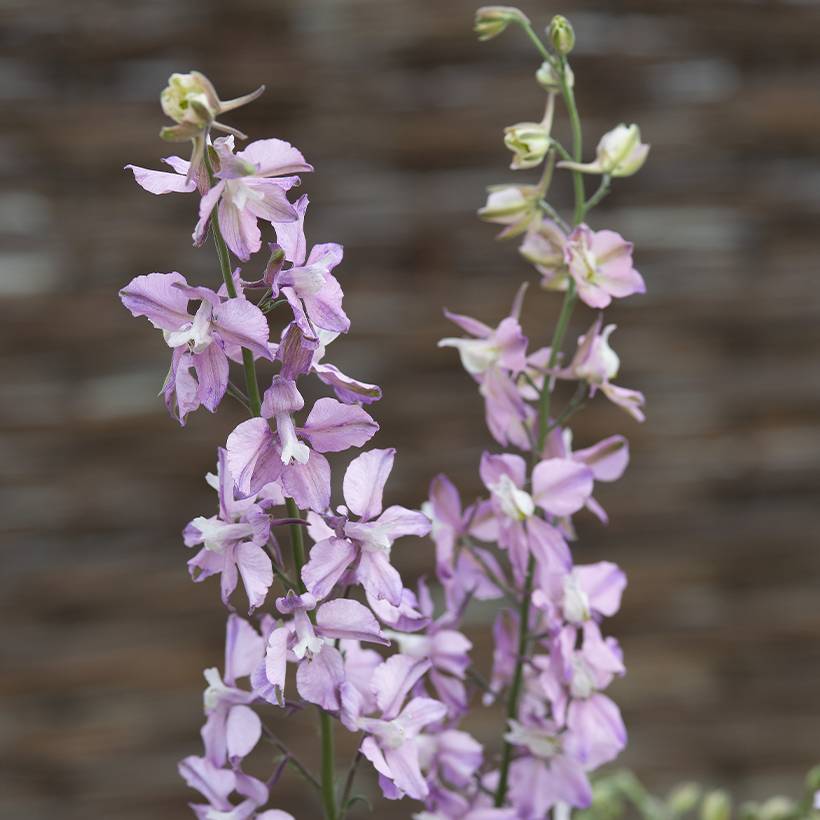 Promesse de Fleurs - Graines de Delphinium consolida Fancy Belladonna - Pied d'Alouette annuel le sachet de 150 graines environ (0,5g)