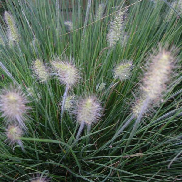 6 x Herbe aux écouvillons 'Little Bunny' - Pennisetum alopecuroides 'Little Bunny'  - godet 9cm x 9cm - Arborix - Image 2