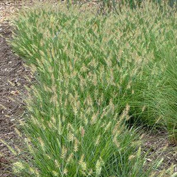 6 x Herbe aux écouvillons 'Little Bunny' - Pennisetum alopecuroides 'Little Bunny'  - godet 9cm x 9cm - Arborix - Image 1