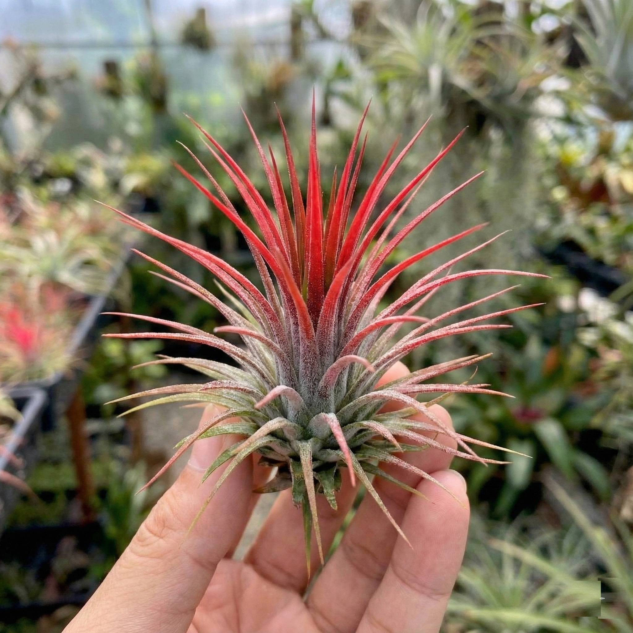 0 - Tillandsia - 10 pièces - Plantes Aériennes - avec Spray - Image 3