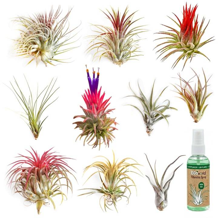 0 - Tillandsia - 10 pièces - Plantes Aériennes - avec Spray - Image 1