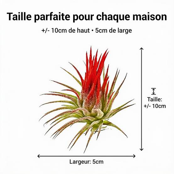 0 - Tillandsia - 10 pièces - Plantes Aériennes - avec Spray - Image 7