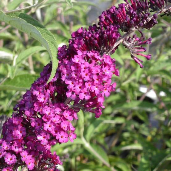 Arbre aux papillons rouge Royal Red, Buddleia à fleurs Rouge - feuillage Caduc - Pot de 4L - 40/60 cm- hauteur à maturité De 1,00 m à 1,50 m - Image 1
