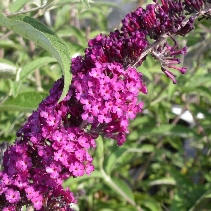 Arbre aux papillons rouge Royal Red, Buddleia à fleurs Rouge - feuillage Caduc - Pot de 4L - 40/60 cm-  hauteur à maturité De 1,00 m à 1,50 m - Image 1