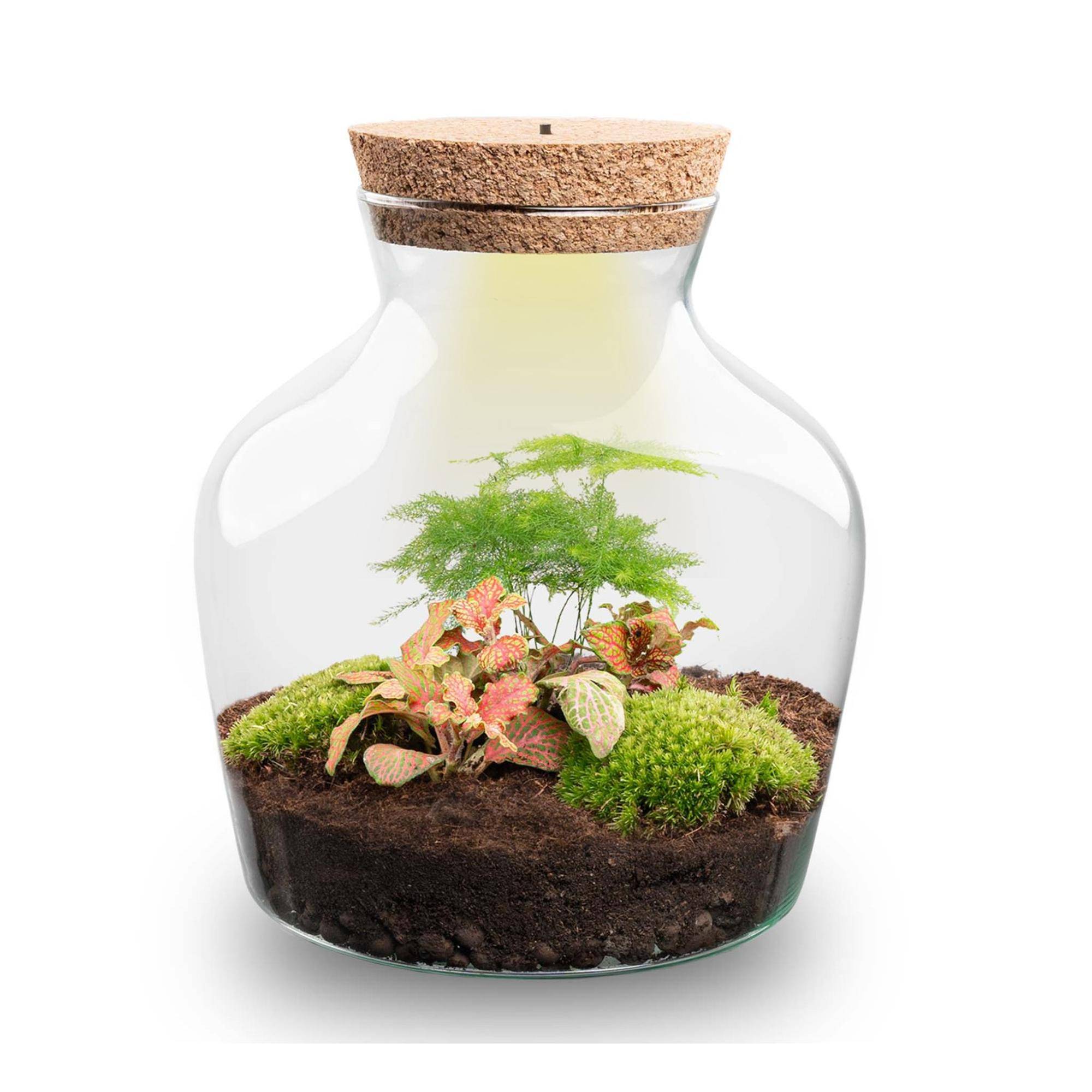 Terrarium à composer bouteille en verre recyclé - Ø20-H22cm - sans outils - Terrarium DIY - Image 1