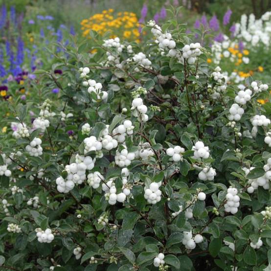 Symphorine White Hedge, Symphoricarpos à fleurs Blanche - feuillage Caduc - Pot de 3L - 20/40 cm- hauteur à maturité De 2,50 m à 3,00 m - Image 6
