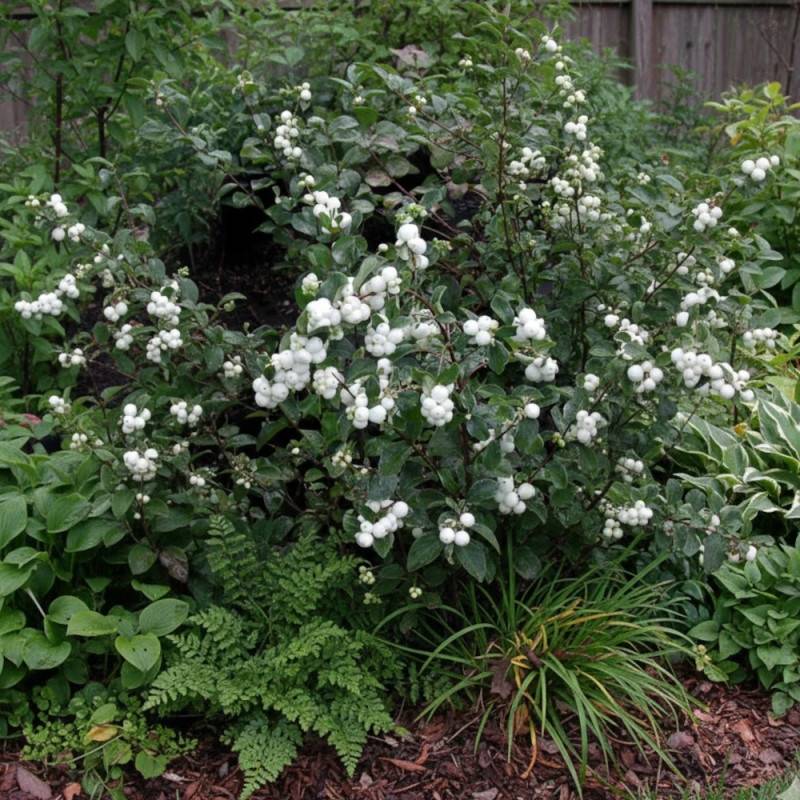 Symphorine White Hedge, Symphoricarpos à fleurs Blanche - feuillage Caduc - Pot de 3L - 20/40 cm- hauteur à maturité De 2,50 m à 3,00 m - Image 8