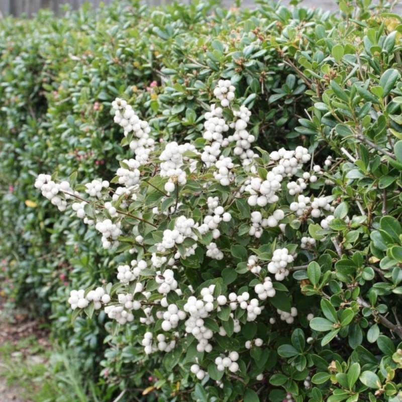 Symphorine White Hedge, Symphoricarpos à fleurs Blanche - feuillage Caduc - Pot de 3L - 20/40 cm-  hauteur à maturité De 2,50 m à 3,00 m - Image 7