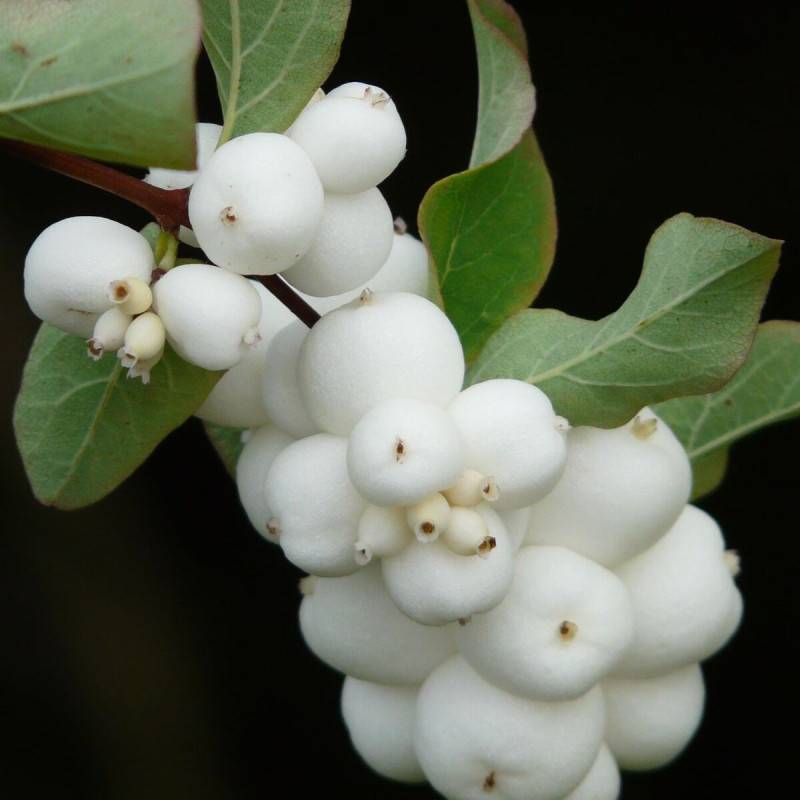 Symphorine White Hedge, Symphoricarpos à fleurs Blanche - feuillage Caduc - Pot de 3L - 20/40 cm- hauteur à maturité De 2,50 m à 3,00 m - Image 1