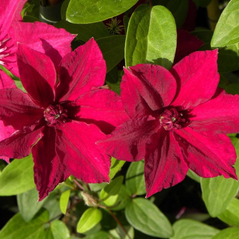 Clématite Perida à fleurs Rouge - feuillage Caduc - Godet - 5/20 cm-  hauteur à maturité De 1,50 m à 2,00 m - Image 5