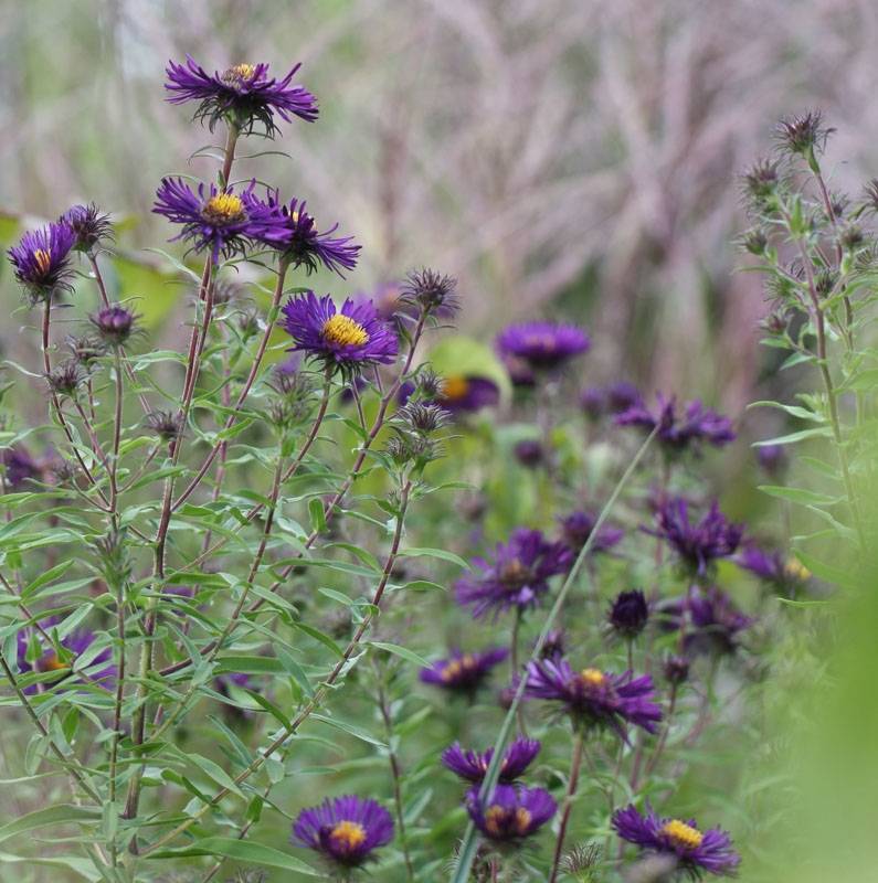 Promesse de Fleurs - Aster novae-angliae Violetta - Aster grand d'automne Godet de 8/9 cm - Image 2