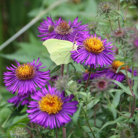 Promesse de Fleurs - Aster novae-angliae Violetta - Aster grand d'automne Godet de 8/9 cm - Image 1
