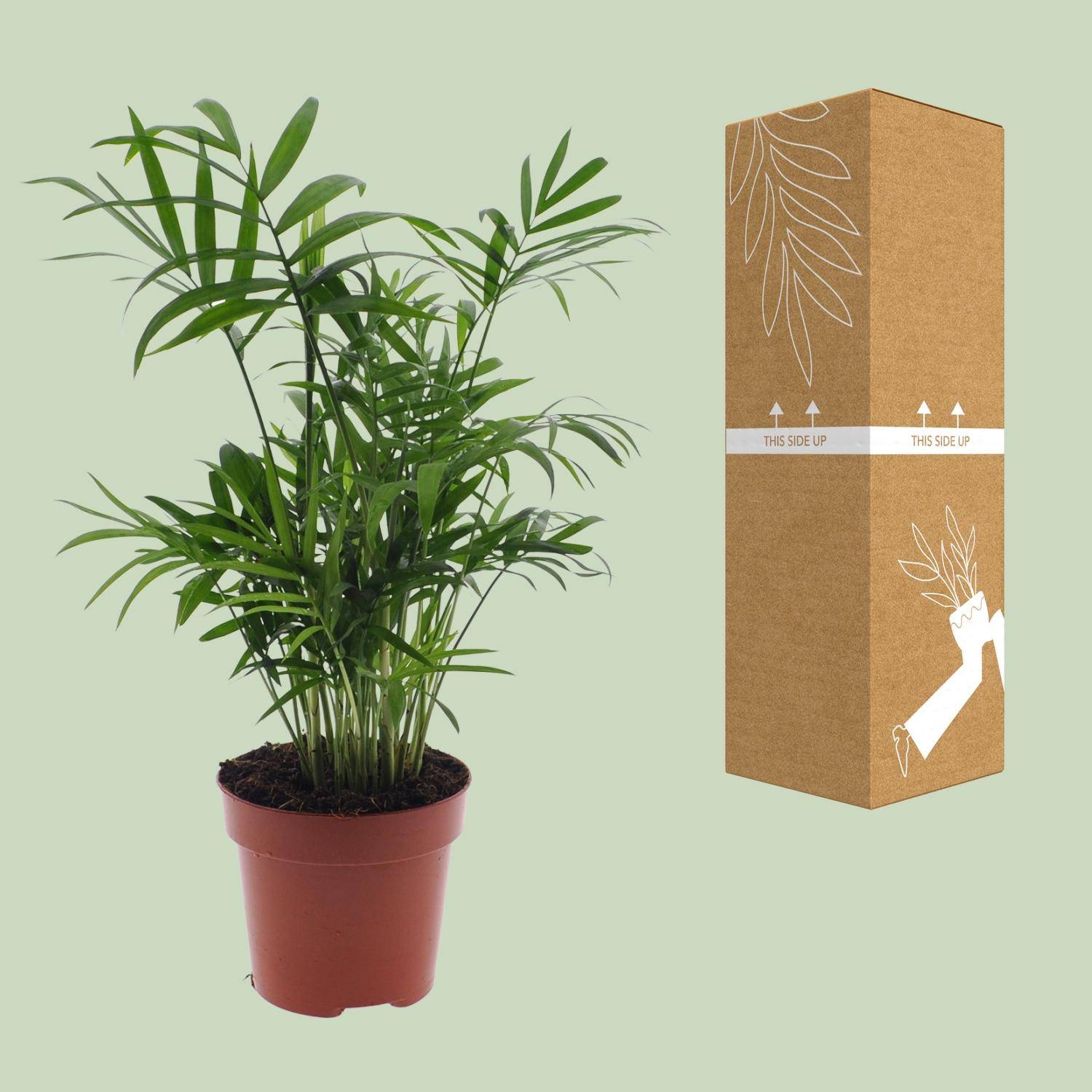 Chamaedorea Elegans - Palmier de montagne mexicain - Ø17cm - ↕55cm - Ø12cm - ↕40cm - Plantes d'intérieur - Image 3