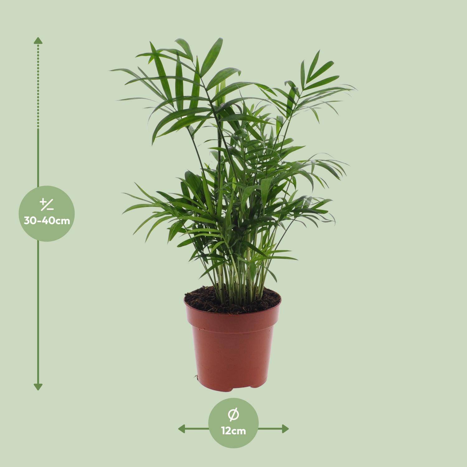 Chamaedorea Elegans - Palmier de montagne mexicain - Ø17cm - ↕55cm - Ø12cm - ↕40cm - Plantes d'intérieur - Image 2