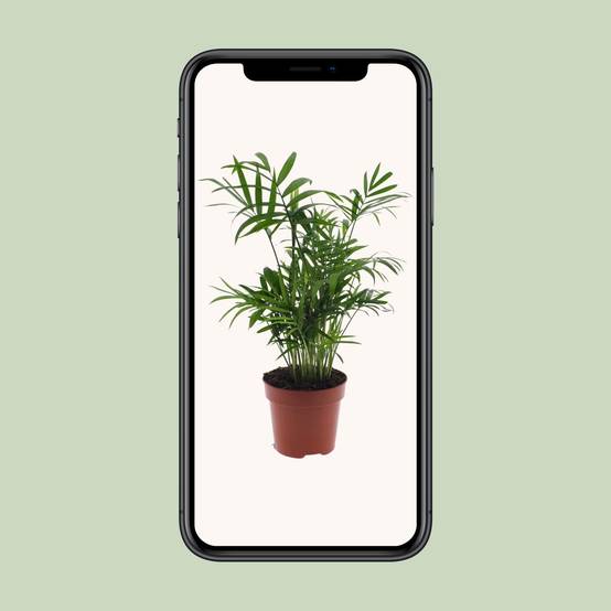 Chamaedorea Elegans - Palmier de montagne mexicain - Ø17cm - ↕55cm - Ø12cm - ↕40cm - Plantes d'intérieur - Image 4