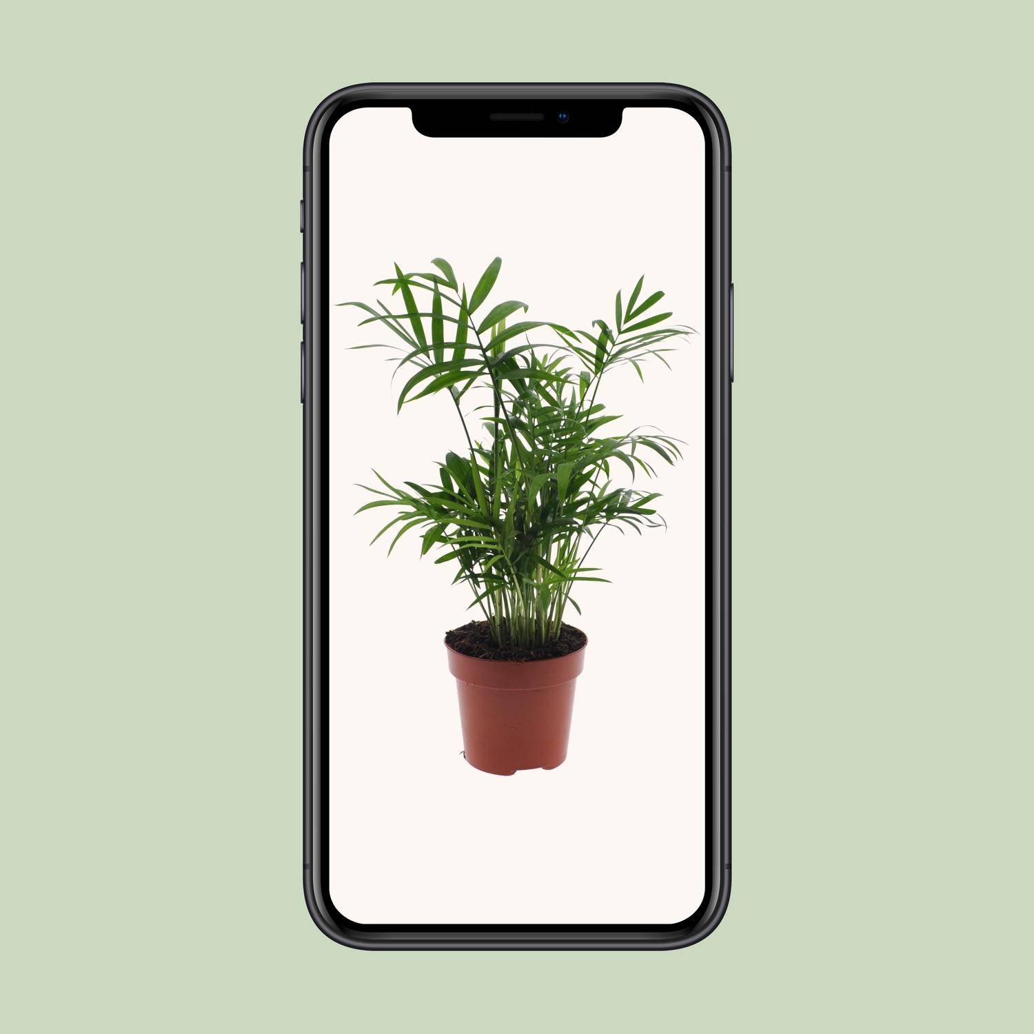 Chamaedorea Elegans - Palmier de montagne mexicain - Ø17cm - ↕55cm - Ø12cm - ↕40cm - Plantes d'intérieur - Image 4